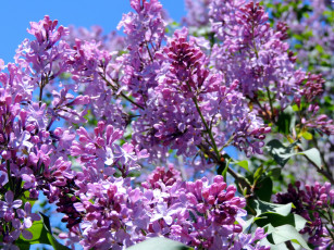 Картинка цветы сирень ветки