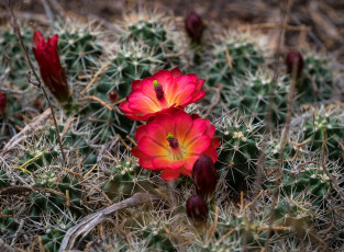 Картинка цветы кактусы лето цветок кактус