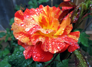 Картинка цветы розы капли макро