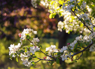 Картинка цветы цветущие+деревья+ +кустарники весна