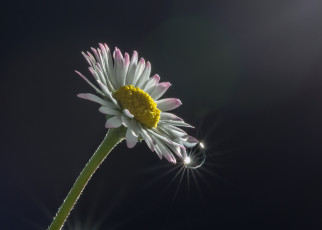 Картинка цветы маргаритки маргаритка