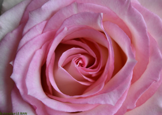 Картинка цветы розы роза