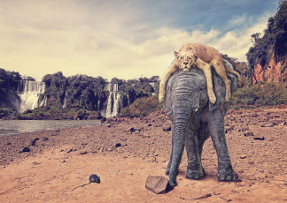 Картинка разное компьютерный+дизайн слон тигр крыса