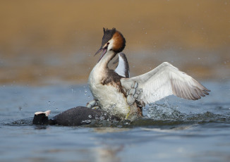 Картинка животные Чомги+ поганки драка