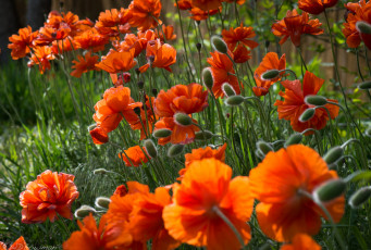 Картинка цветы маки лето поле