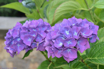 Картинка цветы гортензия