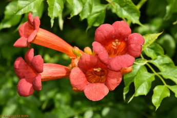 Картинка цветы кампсис+ текома оранжевые