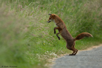 Картинка животные лисы лиса