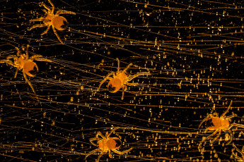 Картинка животные пауки природа паутина