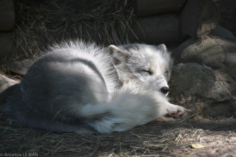 Картинка животные песцы песец