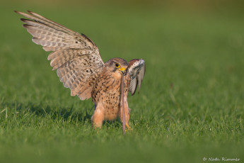 Картинка животные птицы+-+хищники птица червяк