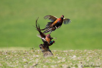 Картинка животные птицы