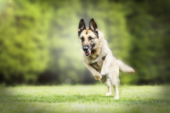 Картинка животные собаки природа собака друг немецкая овчарка