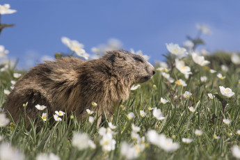 Картинка животные суслики +сурки зверёк