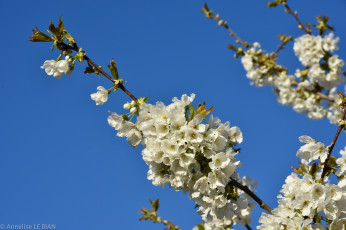 Картинка цветы цветущие+деревья+ +кустарники весна