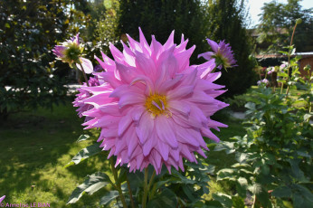 Картинка цветы георгины георгина