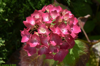 Картинка цветы гортензия розовая цветение