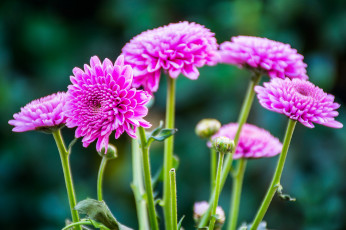 Картинка цветы хризантемы боке макро