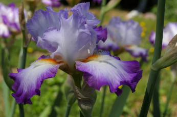 Картинка цветы ирисы цветение ирис лето