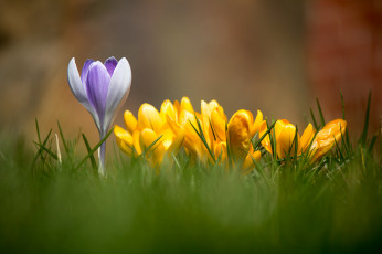 Картинка цветы крокусы