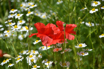 Картинка цветы луговые+ полевые +цветы луг