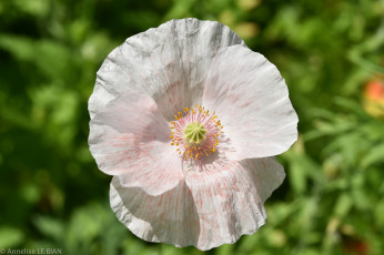 Картинка цветы маки мак