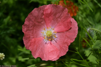 Картинка цветы маки розовый