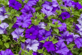 Картинка цветы петунии +калибрахоа макро сиреневый петуния