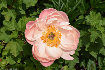 Картинка цветы пионы