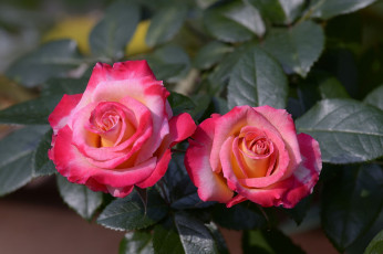 Картинка цветы розы макро бутоны