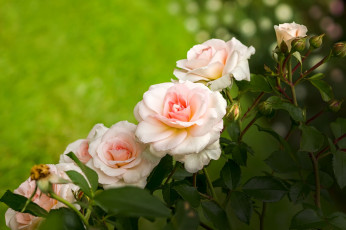 Картинка цветы розы нежность куст