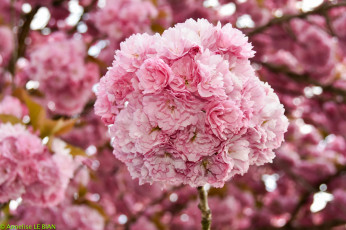 Картинка цветы сакура +вишня