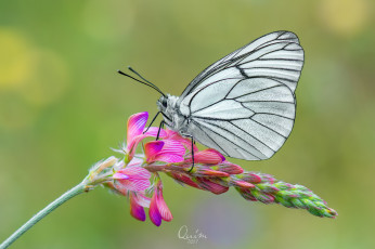 Картинка животные бабочки +мотыльки +моли бабочка цветы