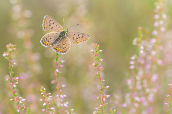 Картинка животные бабочки +мотыльки +моли бабоЧка фон прирада цветы