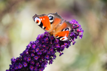 Картинка животные бабочки +мотыльки +моли цветы бабочка