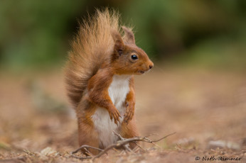 Картинка животные белки белка