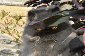 Картинка животные коты кот взгляд