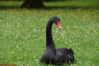 Картинка животные лебеди чёрный лебедь