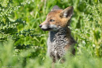 Картинка животные лисы лисёнок