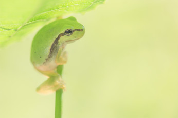 Картинка животные лягушки боке лягушка лист фон