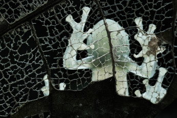 Картинка животные лягушки макро лягушка