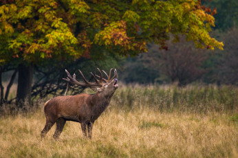 Картинка животные олени зов олень природа рога травa