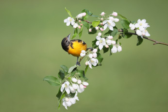 Картинка животные птицы весна цветы птица