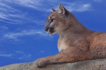 Картинка животные пумы дикая кошка профиль небо пума горный лев портрет