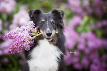 Картинка животные собаки взгляд друг собака