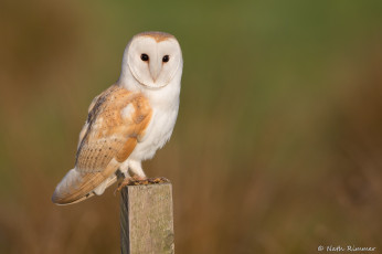 Картинка животные совы сова