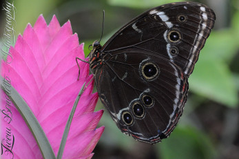 Картинка животные бабочки +мотыльки +моли бабочка