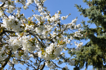 Картинка цветы цветущие+деревья+ +кустарники весна