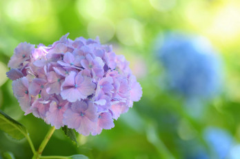 Картинка цветы гортензия