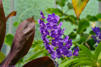 Картинка цветы орхидеи flowers flowering orchids цветение